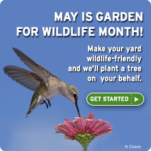 May is Garden for Wildlife month. Certify today!
